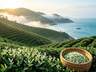 福鼎白茶:山海间的千年传承与匠心守护