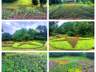 长春百花园打造五处五角星主题园艺景观 成暑期红色打卡地