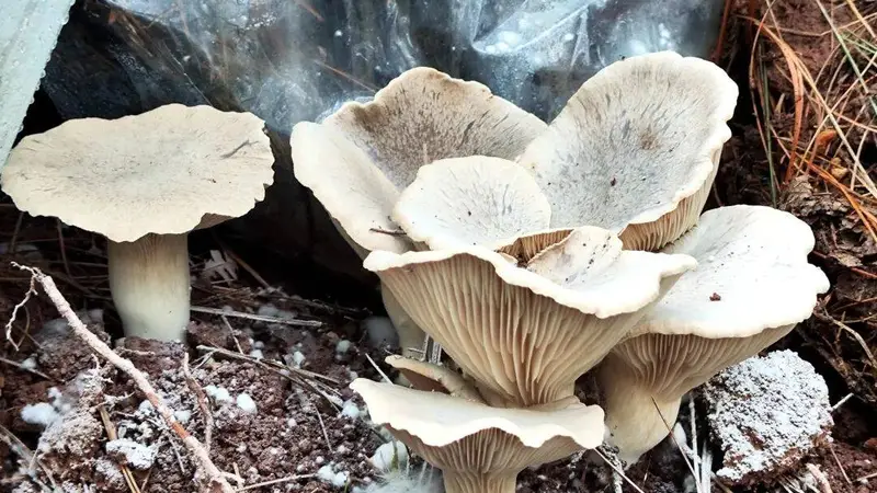 越西山菌鲜态亮相 诱人情不自禁倾心