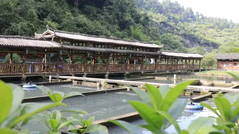【寻味绥阳】茅垭清水鱼庄:一锅石锅鲟鱼 藏山野鲜醇