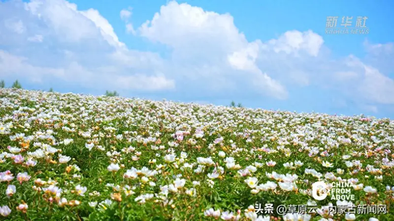 内蒙古:邂逅牙克石清凉夏日盛景