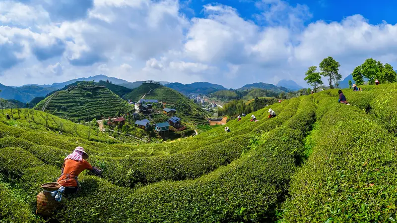 福建大田:盛夏出“金叶” 高山茶飘香