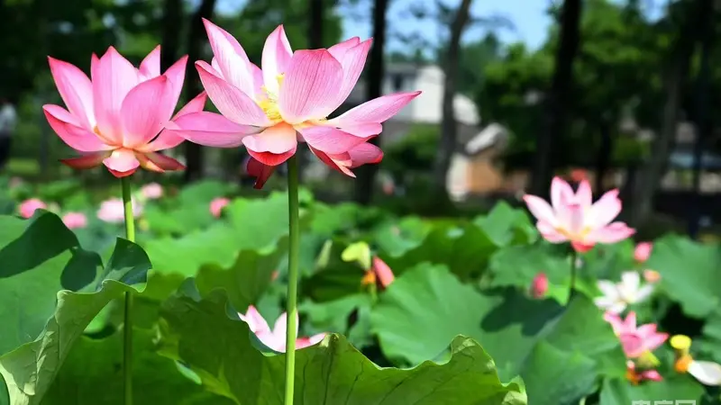 河南新县:荷塘美景引游人如织