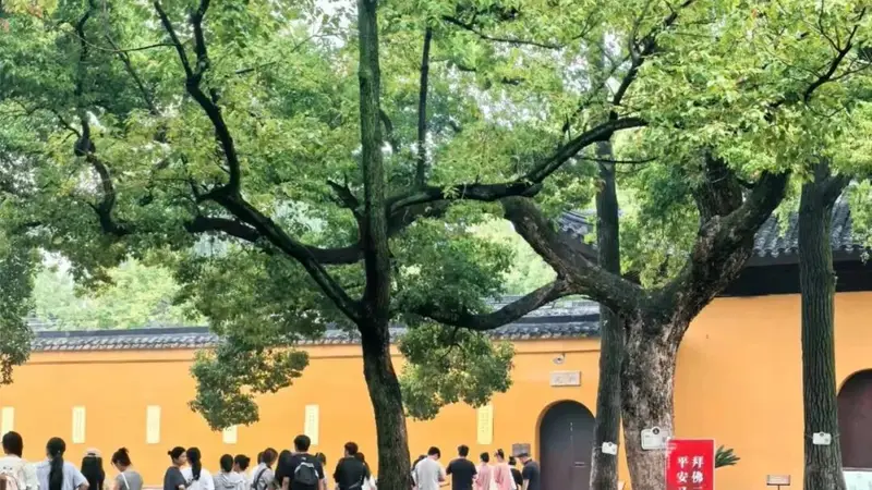 西园寺开园时刻 古樟浓荫下游客有序等候入场