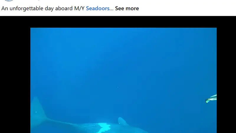 菲律宾七月海域邂逅抹香鲸 苏禄海船宿行程收获惊喜
