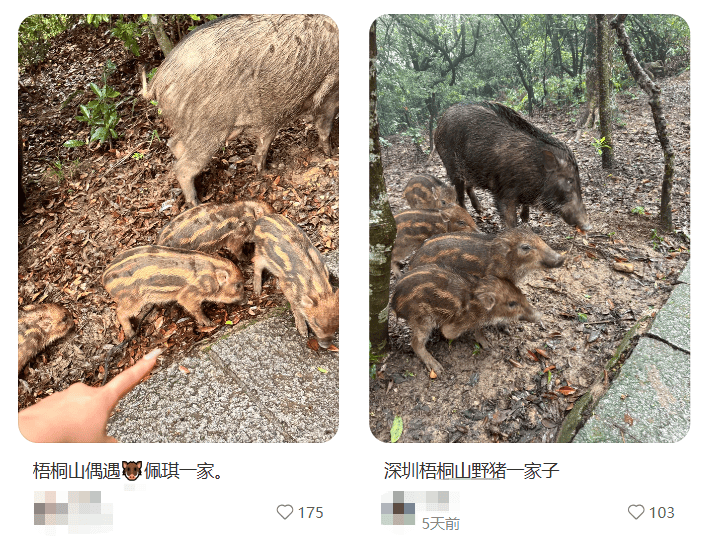 “拖家带口”向游客讨食，深圳知名景区紧急提醒