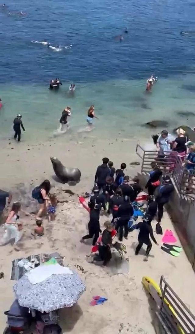 7.12日：快往高处跑呀，加州海滩的暴躁巨型海狮疯狂追人，现场场面一度失控