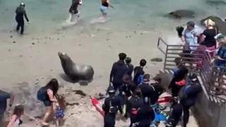 7.12日：快往高处跑呀，加州海滩的暴躁巨型海狮疯狂追人，现场场面一度失控