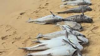 海口沙滩上出现大量死鱼 当地通报:赤潮引发养殖鱼缺氧死亡,已全面清理并无害化处置