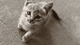 小男孩抱着流浪猫来办公室,全程紧紧抱着猫,老师本想逗逗男孩,没想到把孩子急哭了……