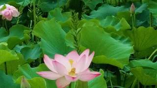 十堰人的夏天,藏在这几片「荷塘」里→