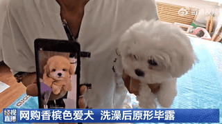 哈尔滨男子网购1400元香槟色小狗 洗后变白卖家失联