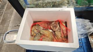 上海牛蛙抗生素超标风波后 记者实探：部分餐厅、农贸市场未受影响 小散户养殖成监管难点
