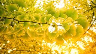今日立秋 正式迎来秋季首个节气