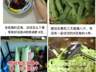 男子吃生豆角3天瘦8斤?医生:是中毒,体重快速反弹损害健康