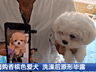 哈尔滨男子网购1400元香槟色小狗 洗后变白卖家失联