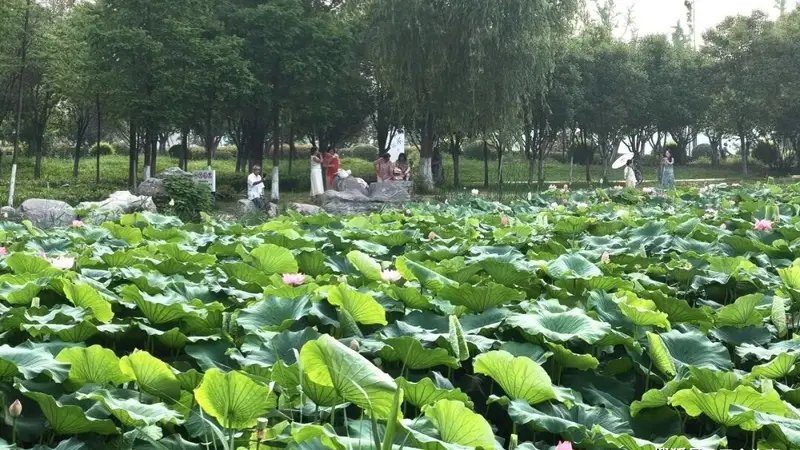 商丘这里荷塘迎来盛花期,打卡正当时!