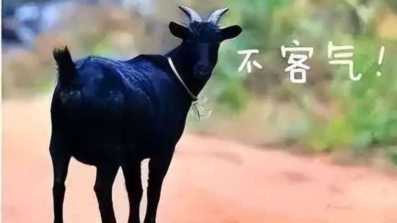 东山羊肉的千年传奇:从灵山秀水到人间至味