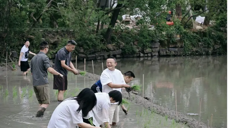 阿里管理层集体下田插秧，马云现身传递信心