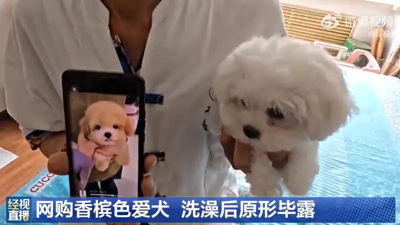 哈尔滨男子网购1400元香槟色小狗 洗后变白卖家失联