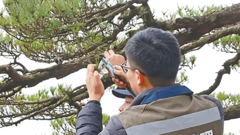 黄山构建三级法治防护网 以智慧监测体系全方位守护世界遗产