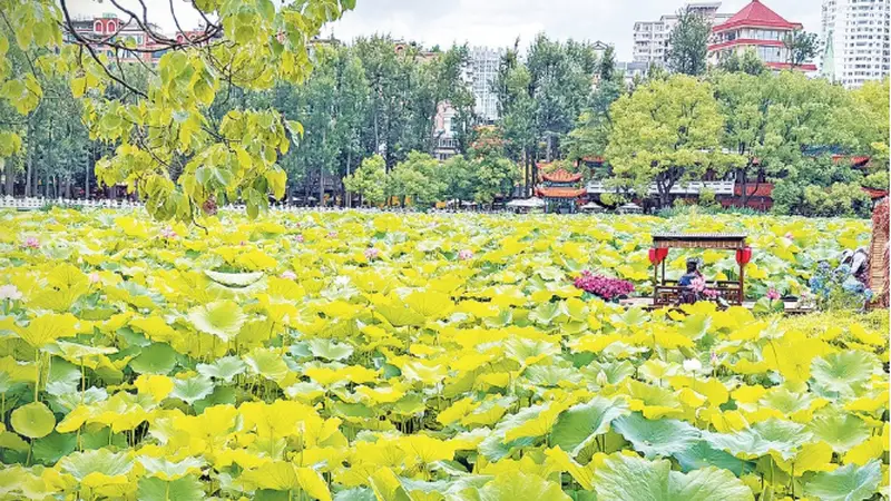 8月4日探访昆明翠湖 荷花盛放游人络绎