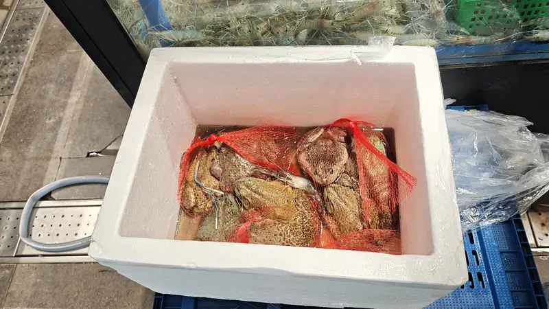 上海牛蛙抗生素超标风波后 记者实探:部分餐厅、农贸市场未受影响 小散户养殖成监管难点