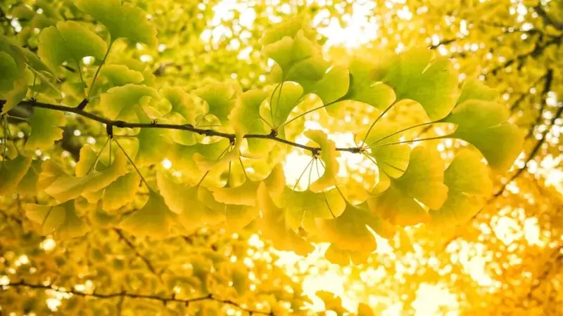 今日立秋 正式迎来秋季首个节气