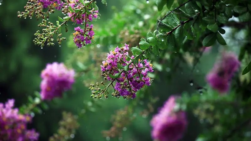 立秋节气至 梧桐落初叶 紫薇仍绽夏